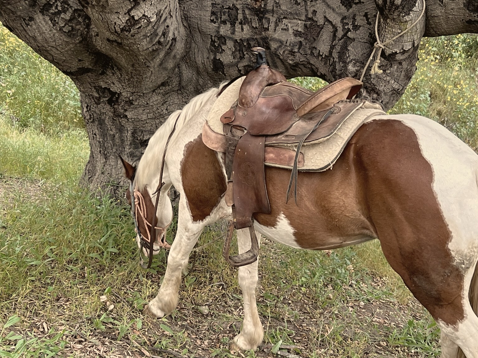 A saddled horse resting under a tree at the ranch