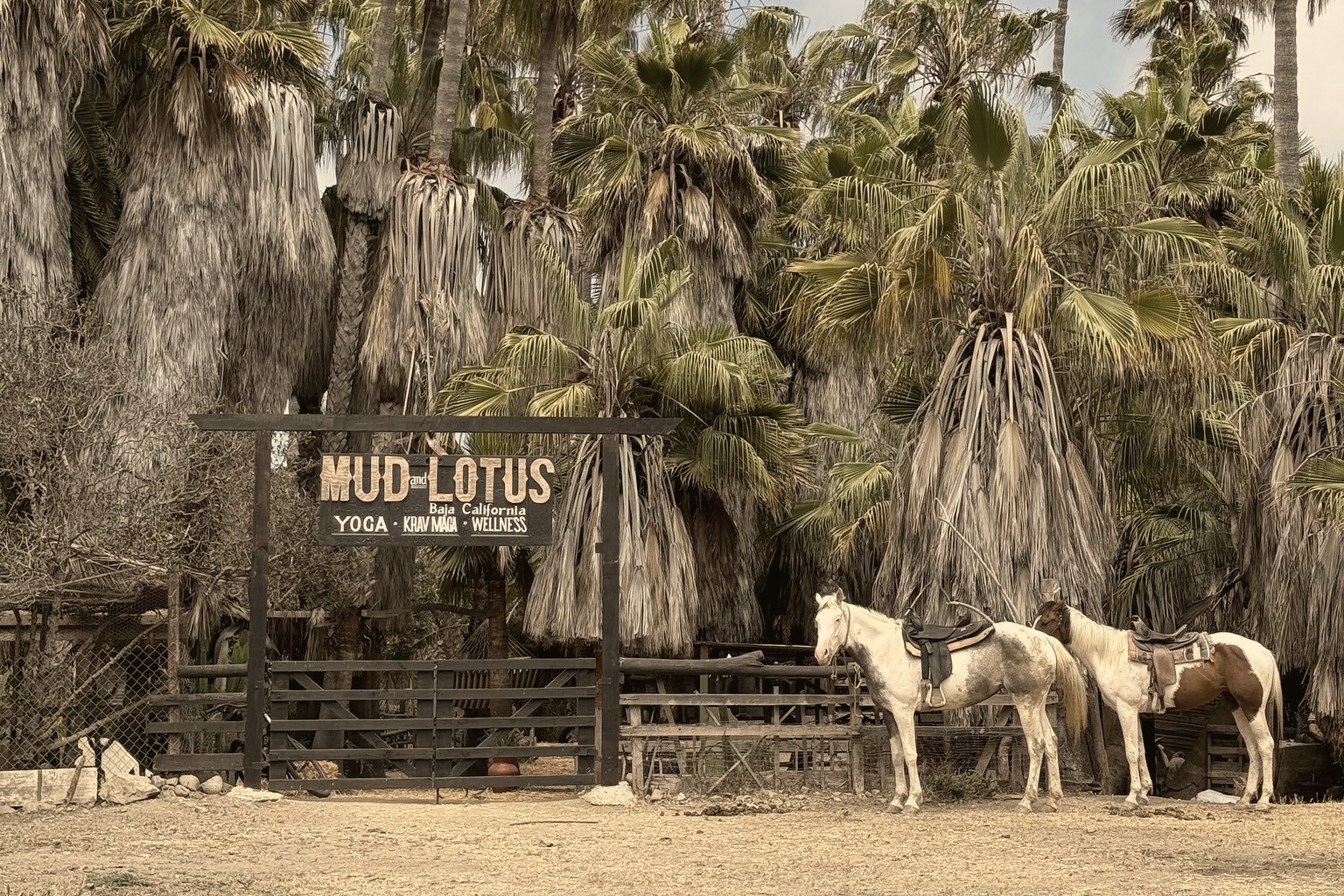 The ranch entrance with two saddled horses under palm trees