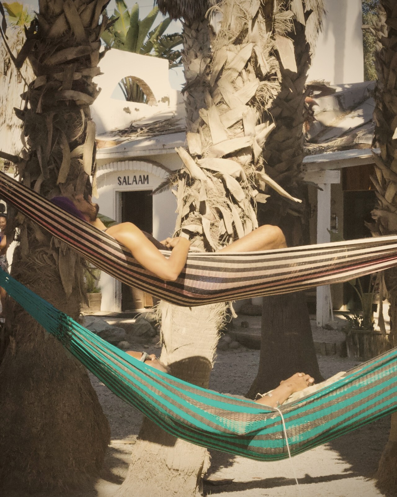 Hammocks under palm trees at the ranch