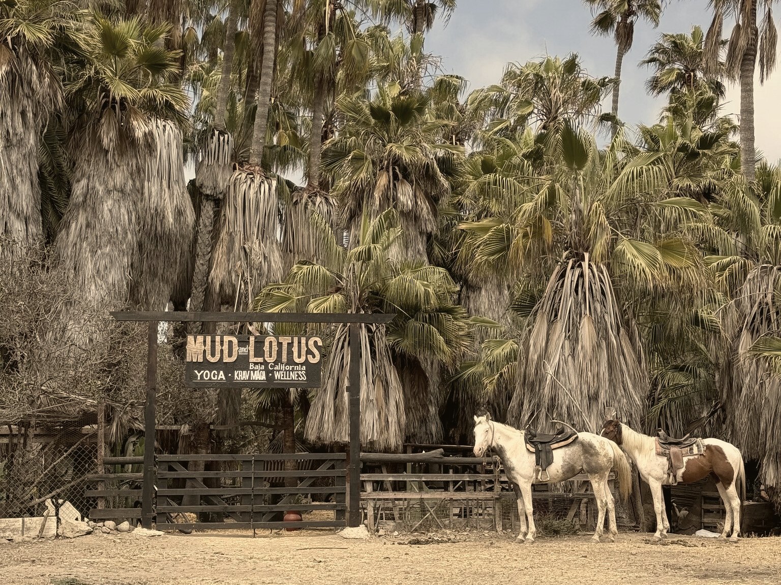 Dos caballos ensillados junto a la entrada de Mud & Lotus Baja, bajo palmeras altas.